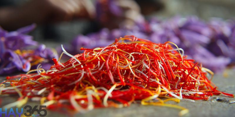 Saffron chính hãng có sợi phình to ở đầu nhụy
